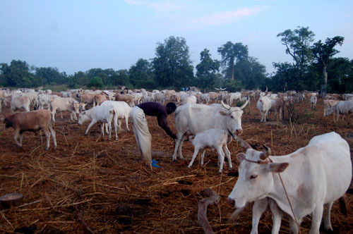 Réflexions Sur Le Secteur De L’élevage Sénégalais