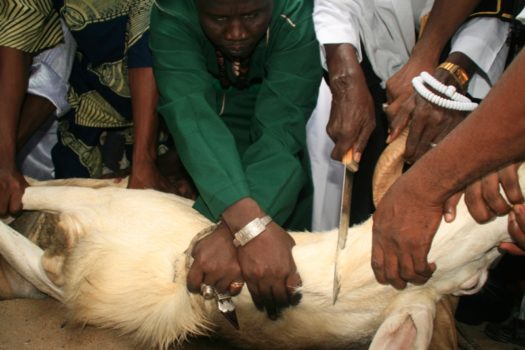 Tabaski : Quand Les Moutons Porteront Plainte…