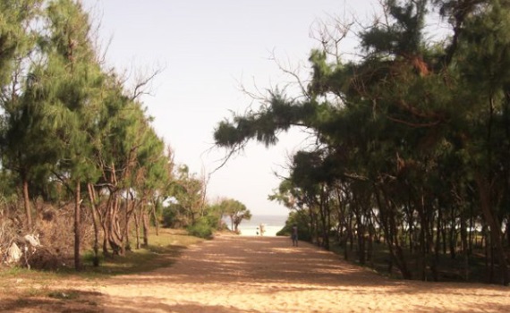 Environnement Et Ville : Il Faut Sauver Les écosystèmes De Dakar
