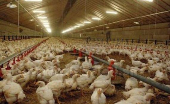 La Qualité Des Souches Et Le Prix De L’aliment De La Volaille : Problématique Majeure De La Filière Avicole Au Sénégal