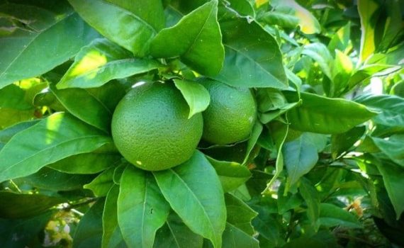 Noix De Coco, Citrons Cap–vert Et Châtiments !