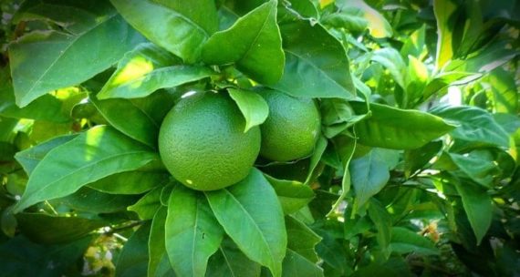 Noix De Coco, Citrons Cap–vert Et Châtiments !