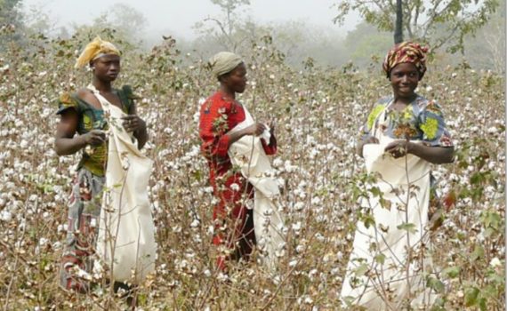 Production De Coton En Afrique : Plaidoyer Pour Un Sursaut De Relance De La Filière Au Sénégal