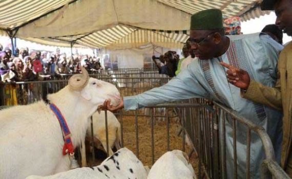 Élevage Au Sénégal : Un Sous Secteur De Plus En Plus Déficitaire