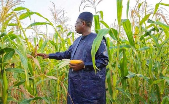 La Problématique Du Riz Au Sénégal : Par Devoir De Clarification Et De Vérité Pour Le Peuple !