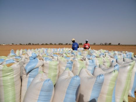 Comprendre La Question Du Riz Au Sénégal