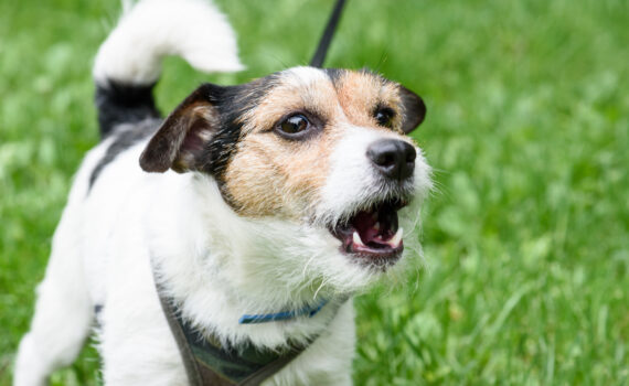 Et Les Aboiements…