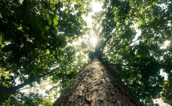 En Ville, Les Grands Arbres Sont Indispensables