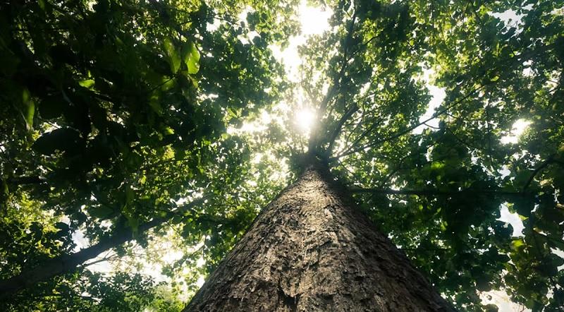 En Ville, Les Grands Arbres Sont Indispensables