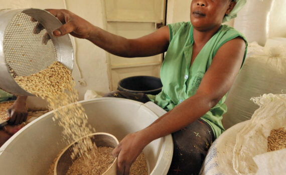 Le NiÉbÉ, Un Haricot À Fort Potentiel Pour Les Paysans D’afrique