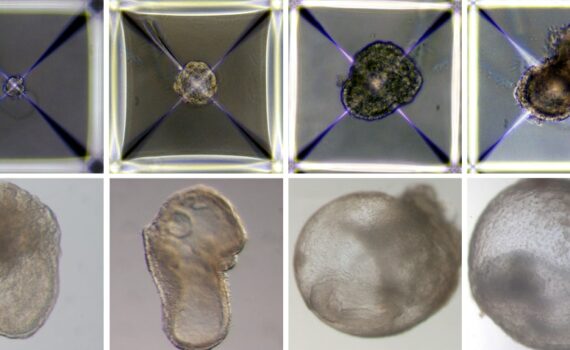 Premier «embryon SynthÉtique» Au Monde